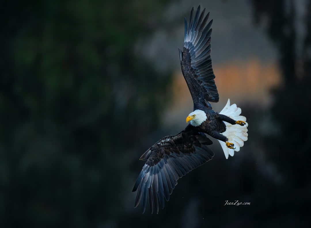 Bald_Eagle_1