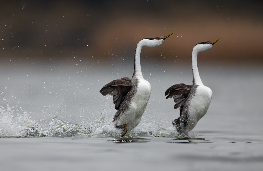Western_Grebes