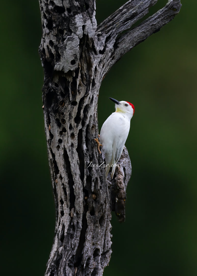 acorn_woodpecker_v