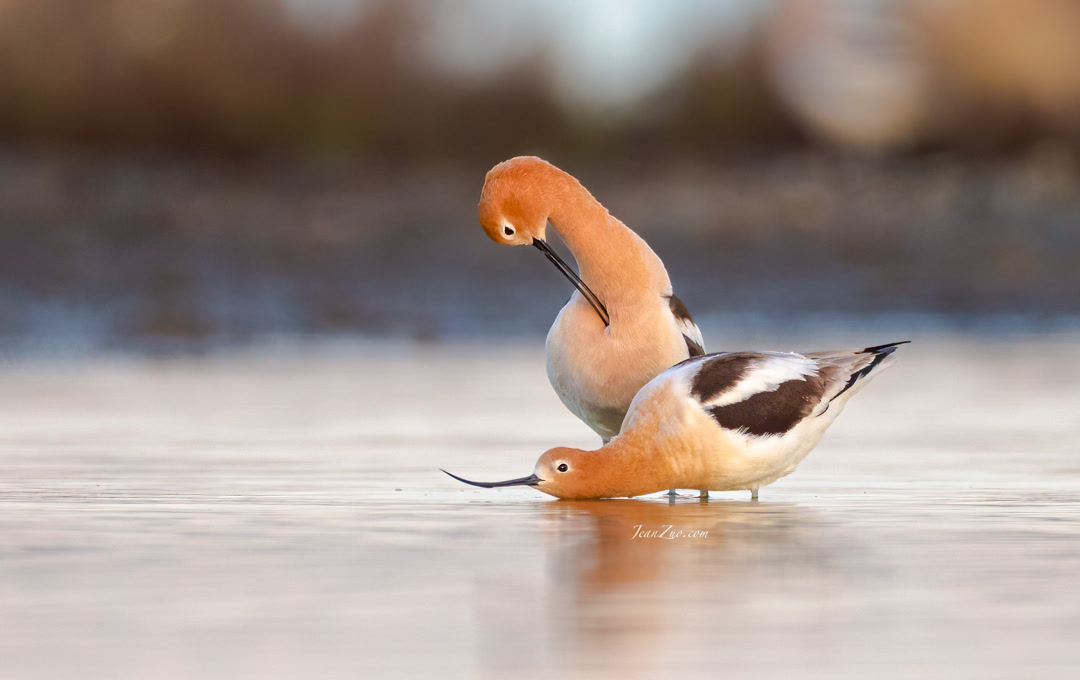 american_avocet_2