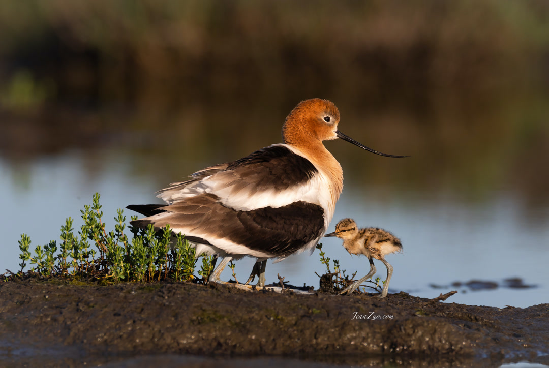 american_avocet