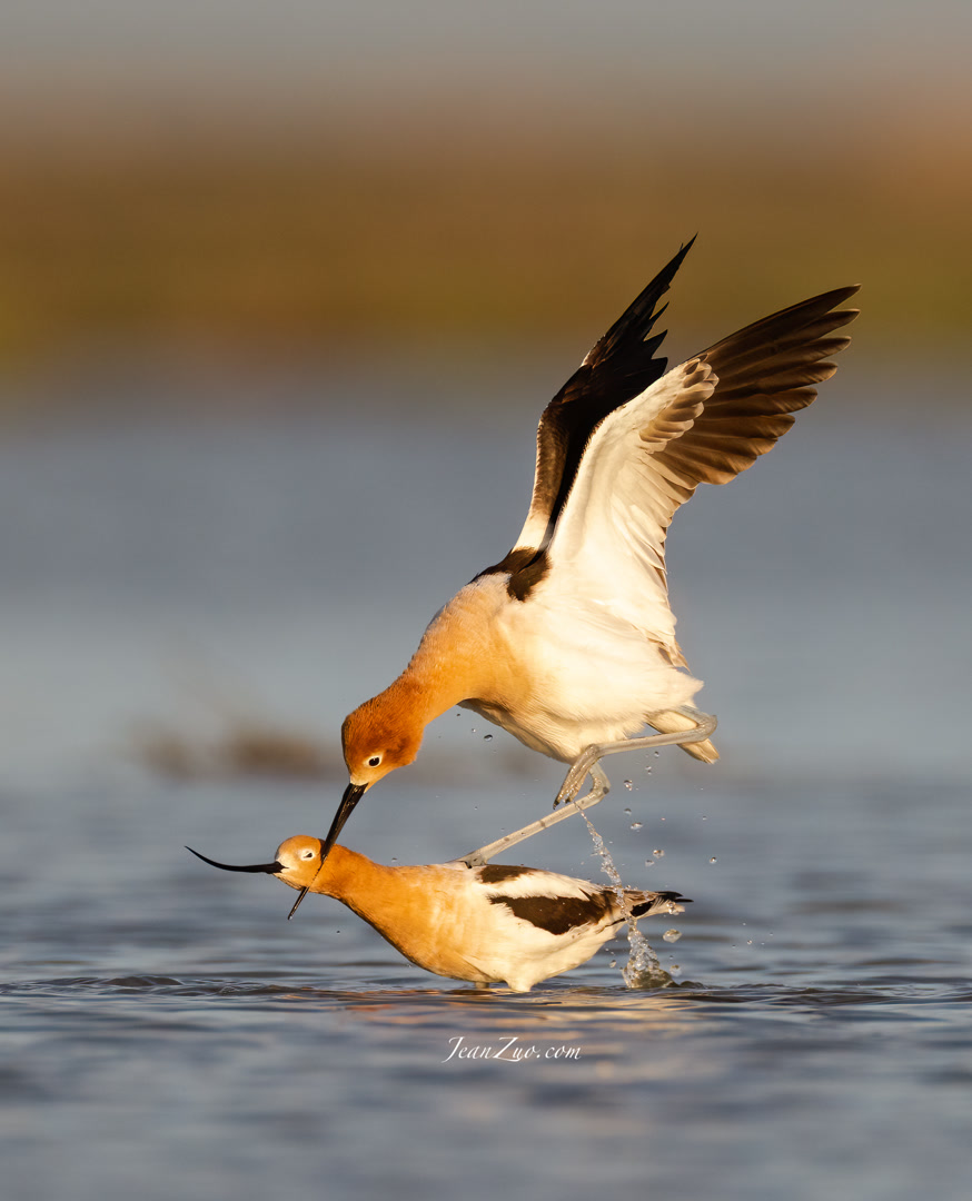 american_avocet_v