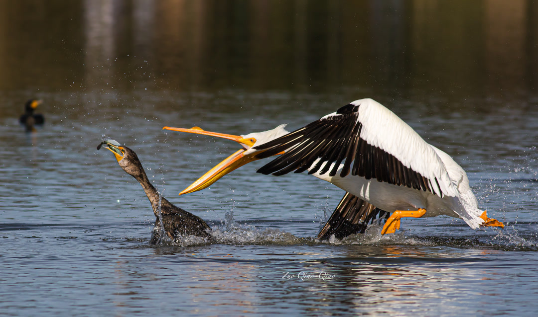 american_white_pelican_double_crested_cormorant
