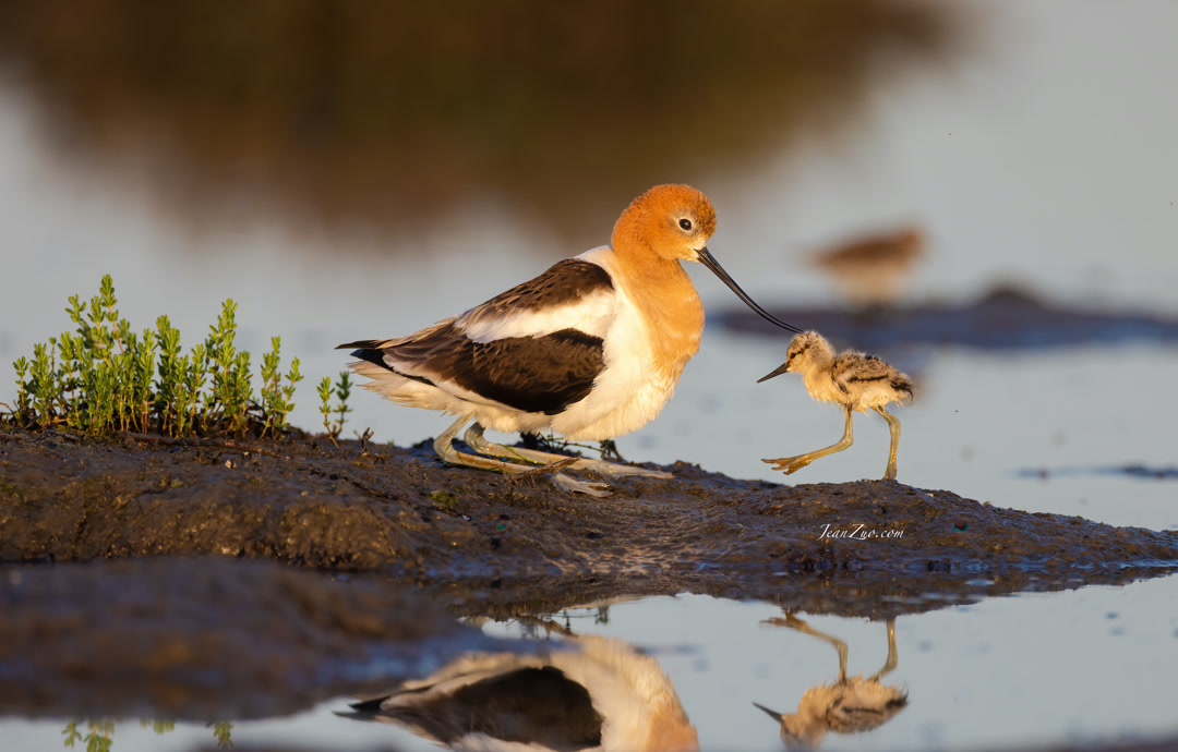 American Avocet with Chick