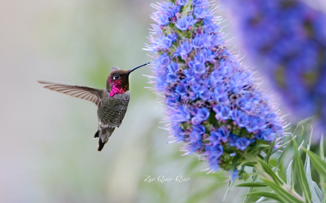 anna_hummingbird_3