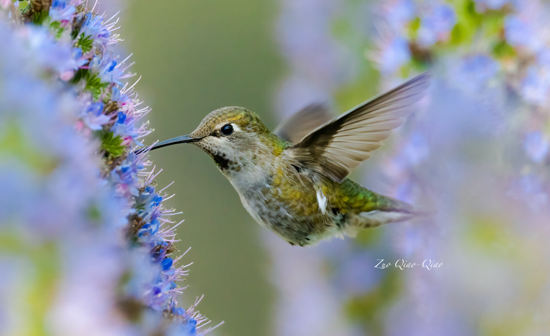 anna_hummingbird_4