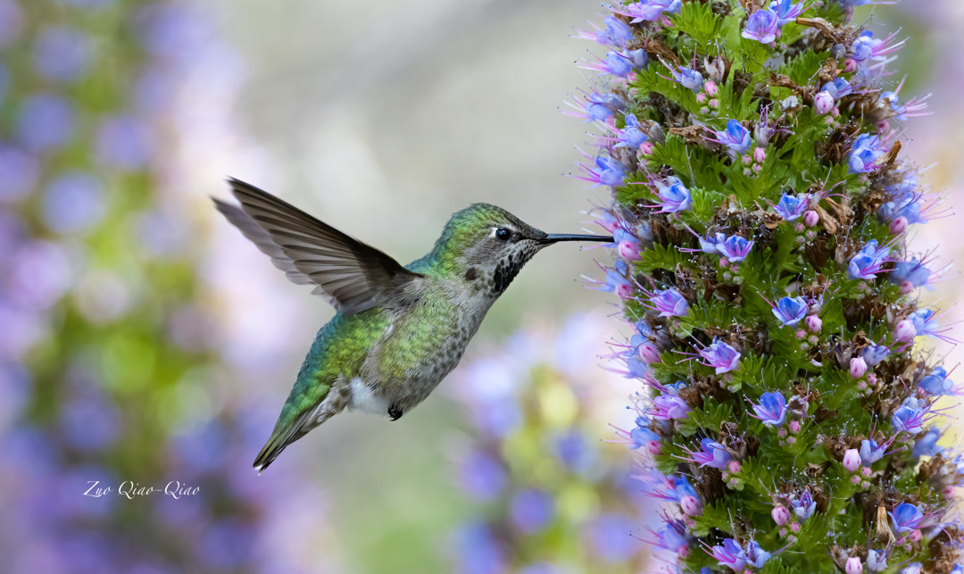 anna_hummingbird_5
