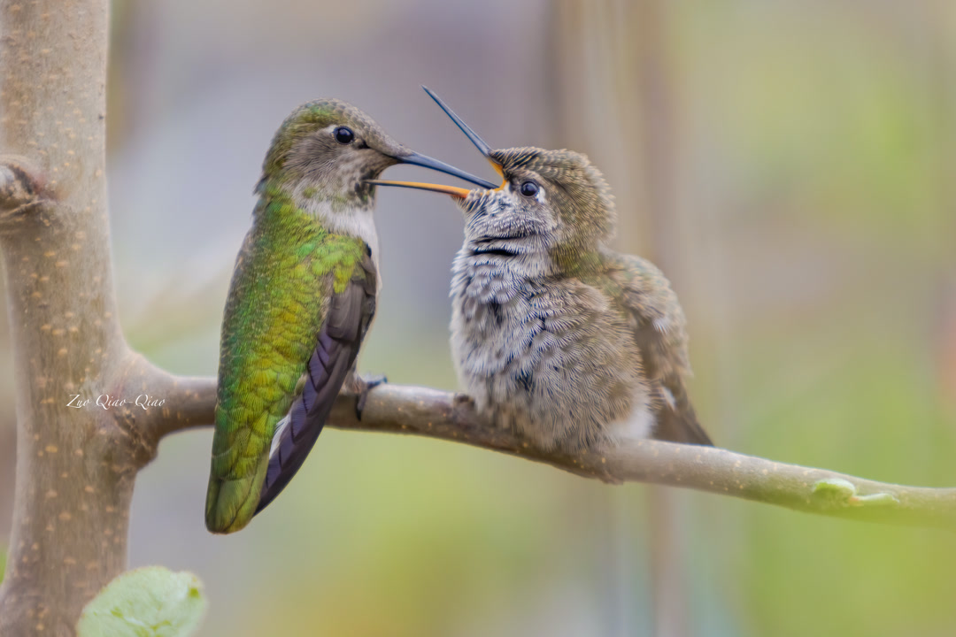 anna_hummingbird