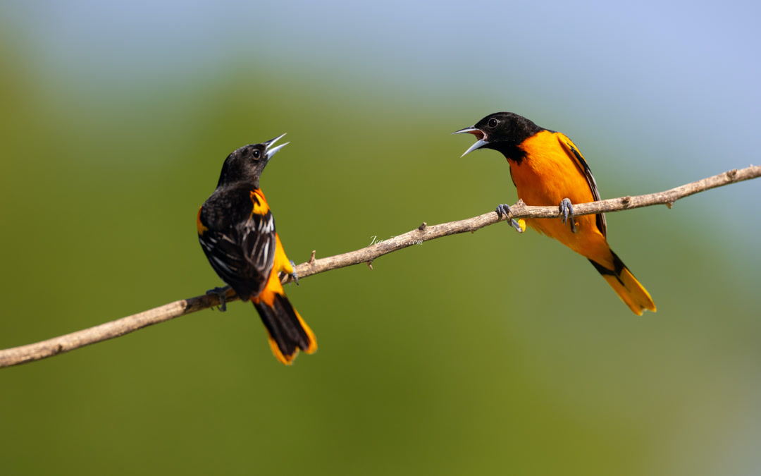 baltimore_orioles