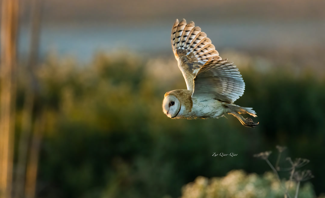 barn_owl_2