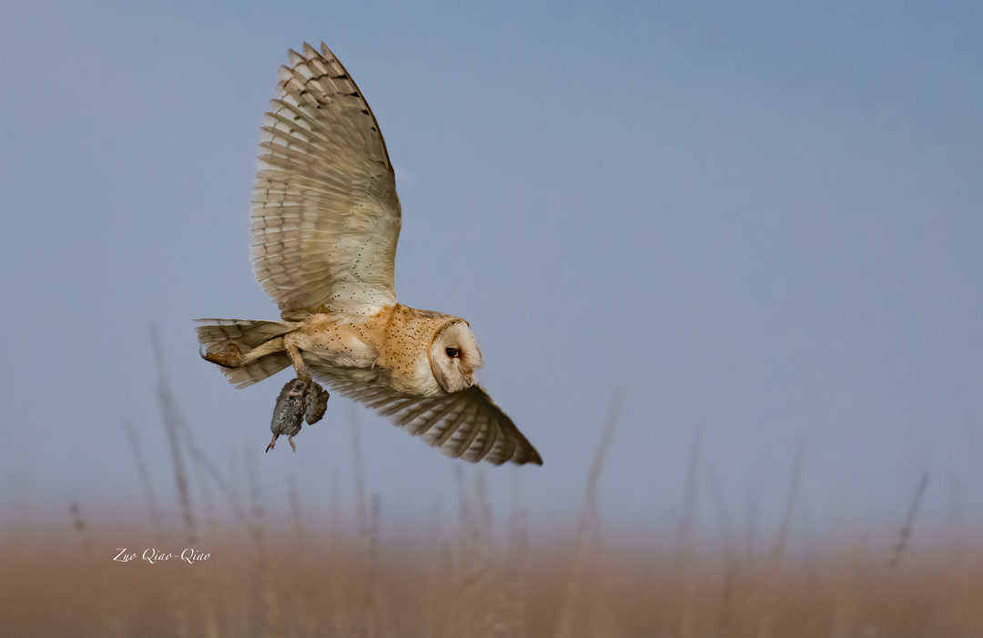 barn_owl
