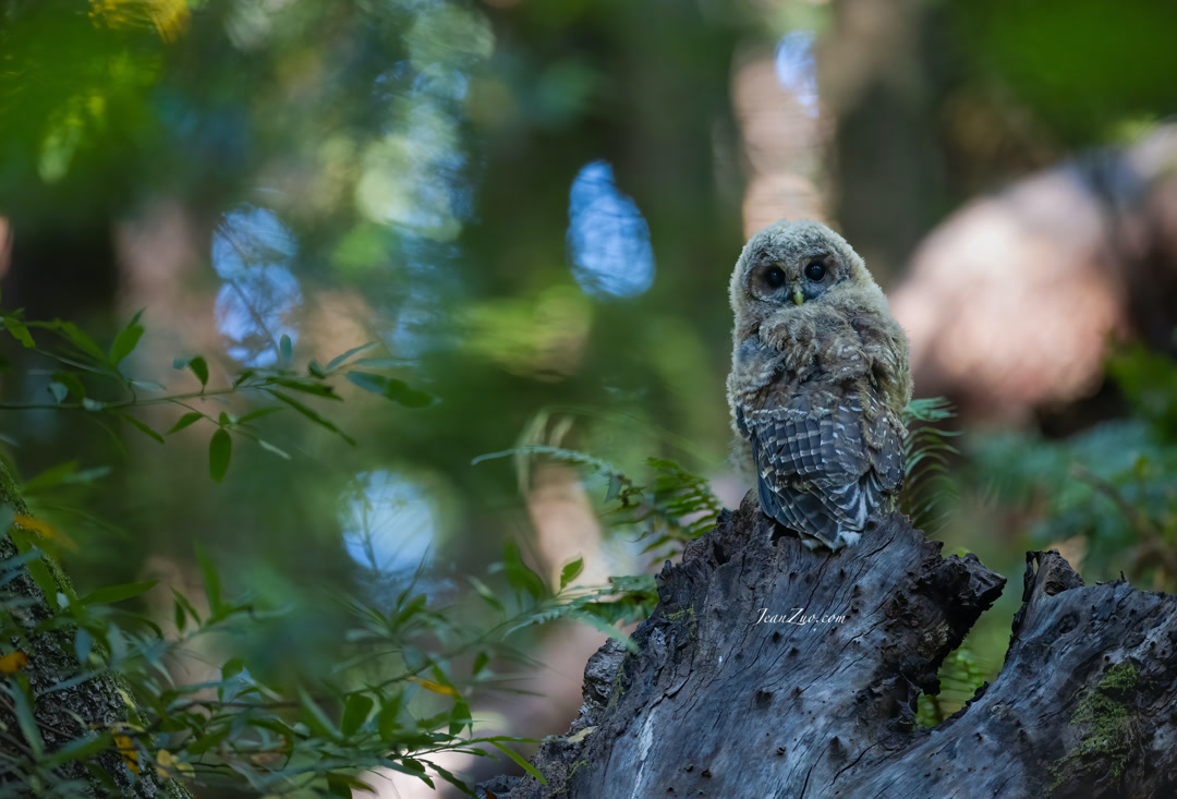 barred_owl