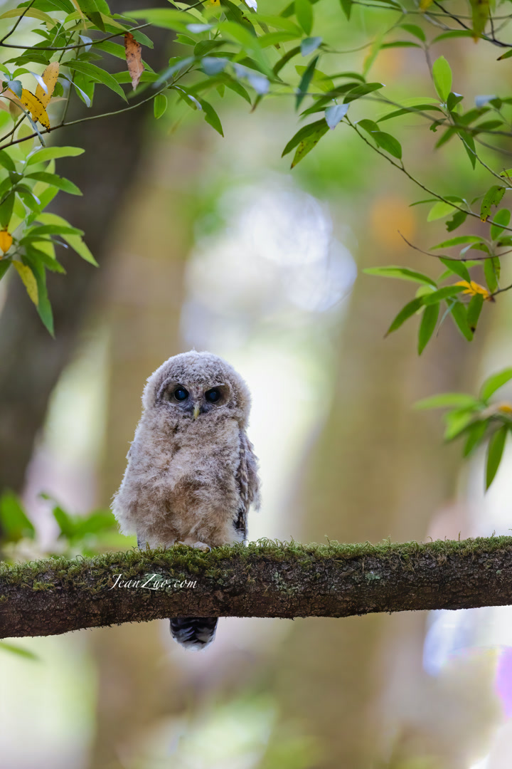 barred_owl_v