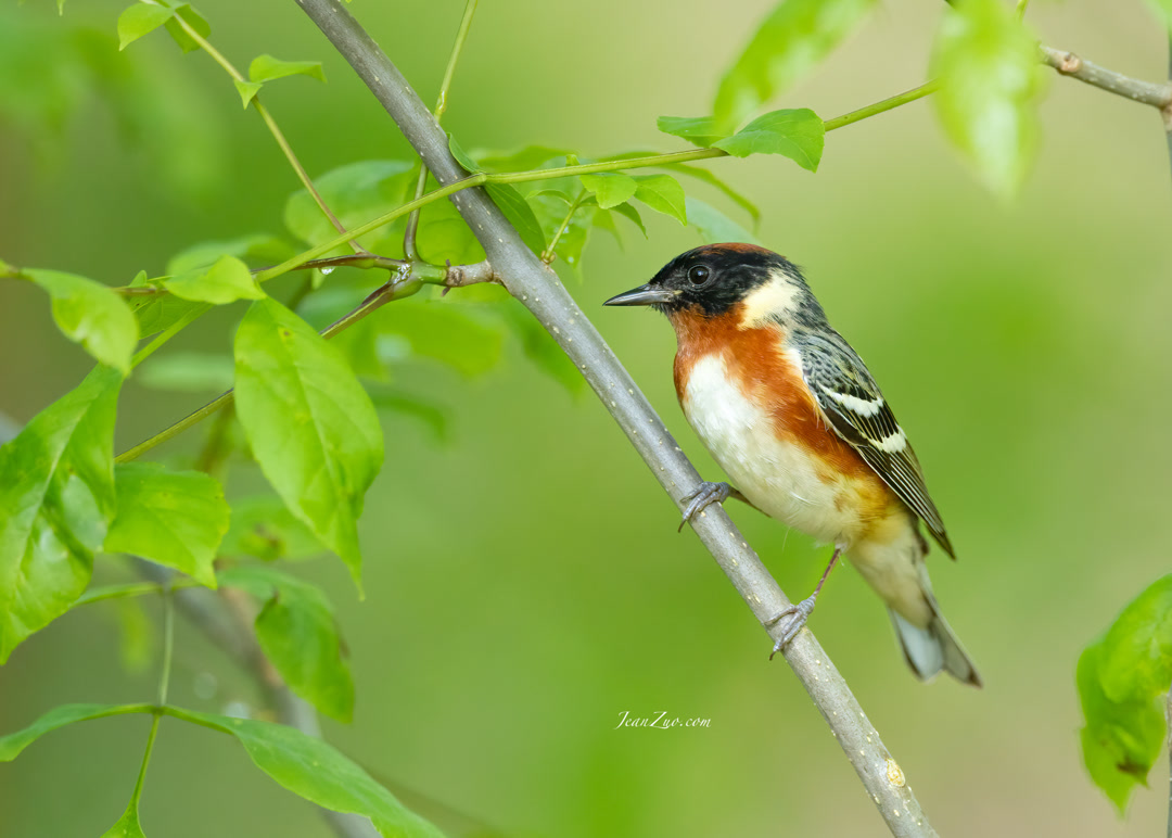 bay_breasted_warbler