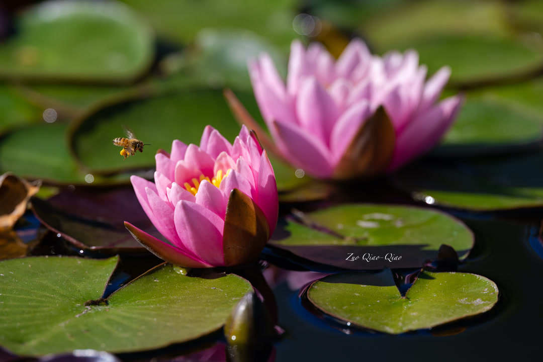 bee