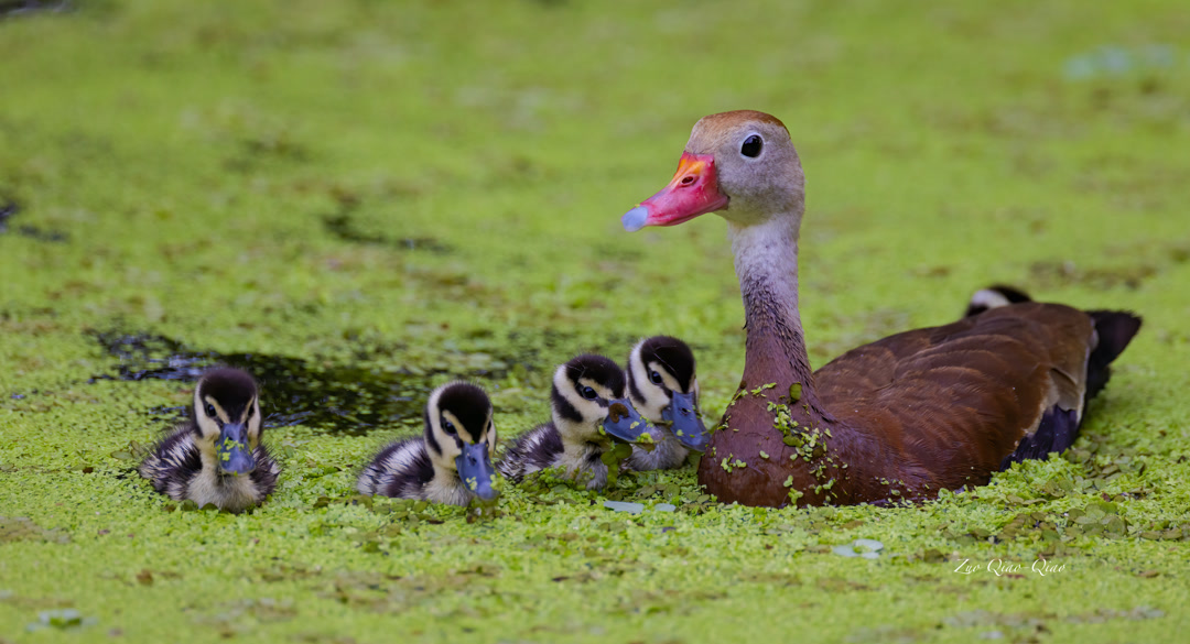 black_bellied_whistling_duck