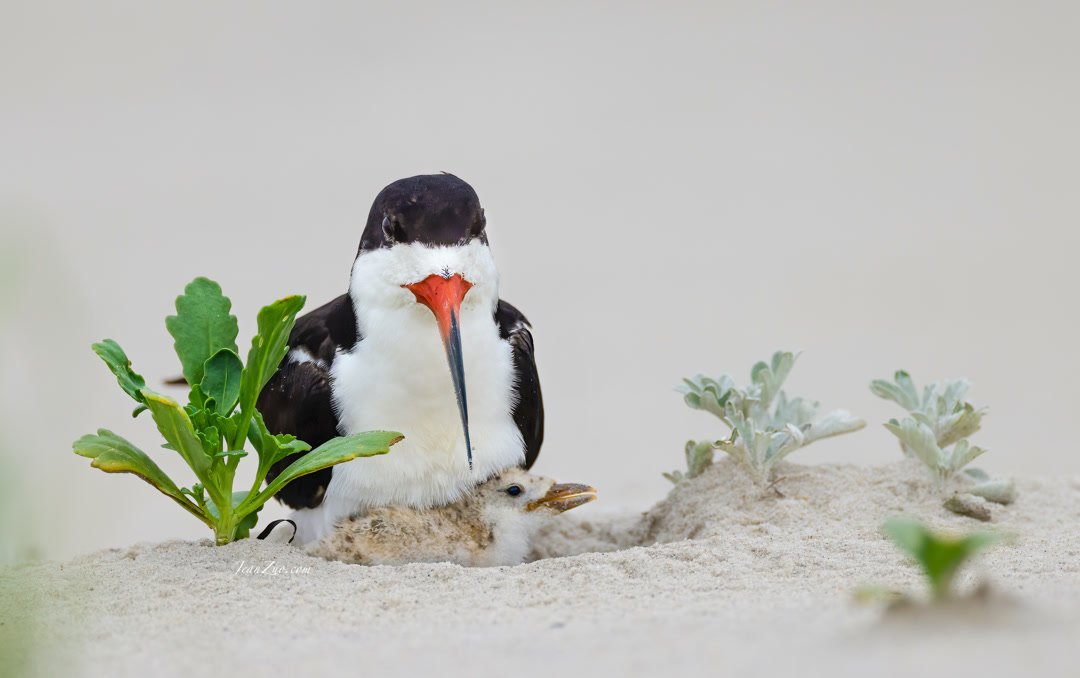 black_skimmer_2