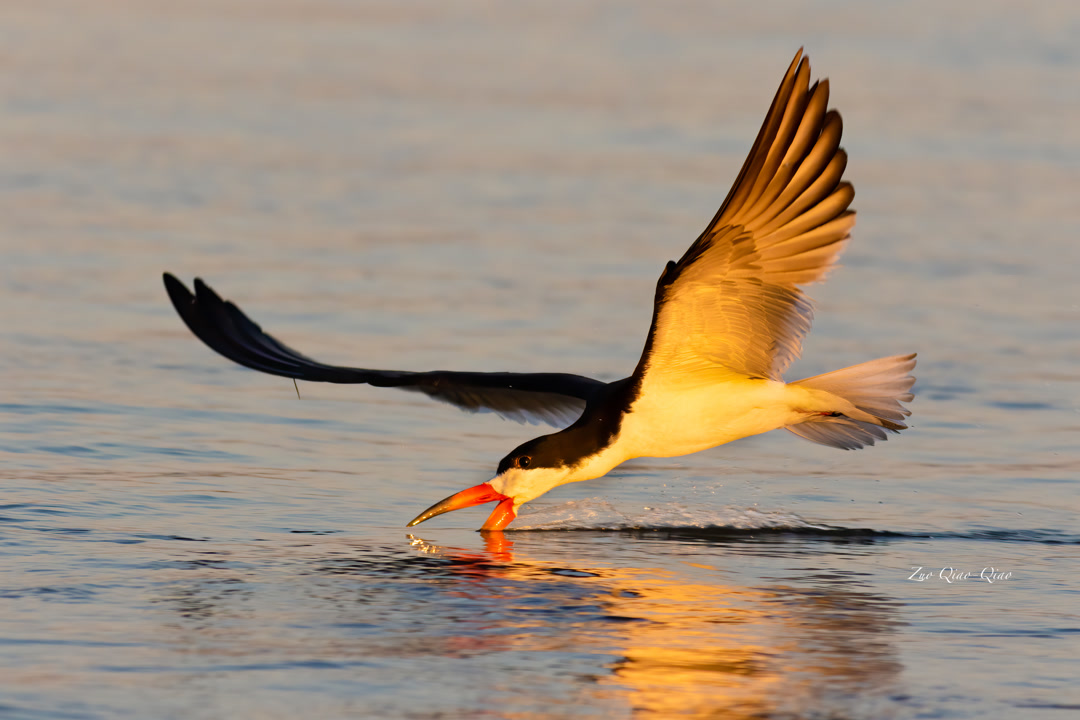 black_skimmer_3