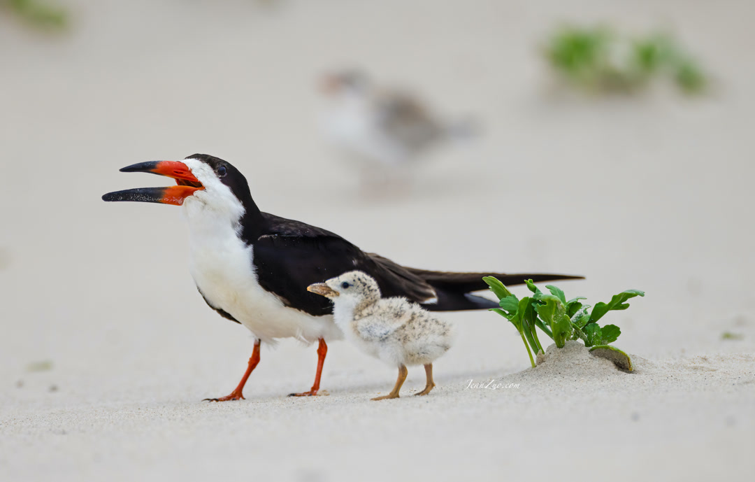 black_skimmer