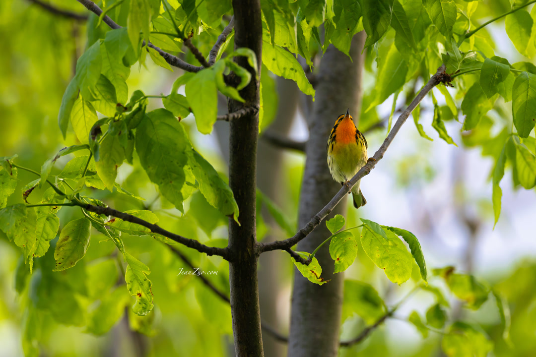 blackburnian_warbler