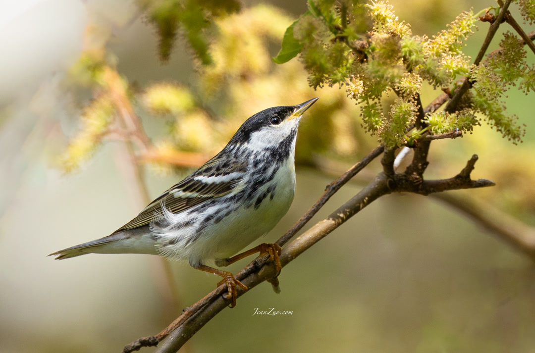 blackpoll_warbler