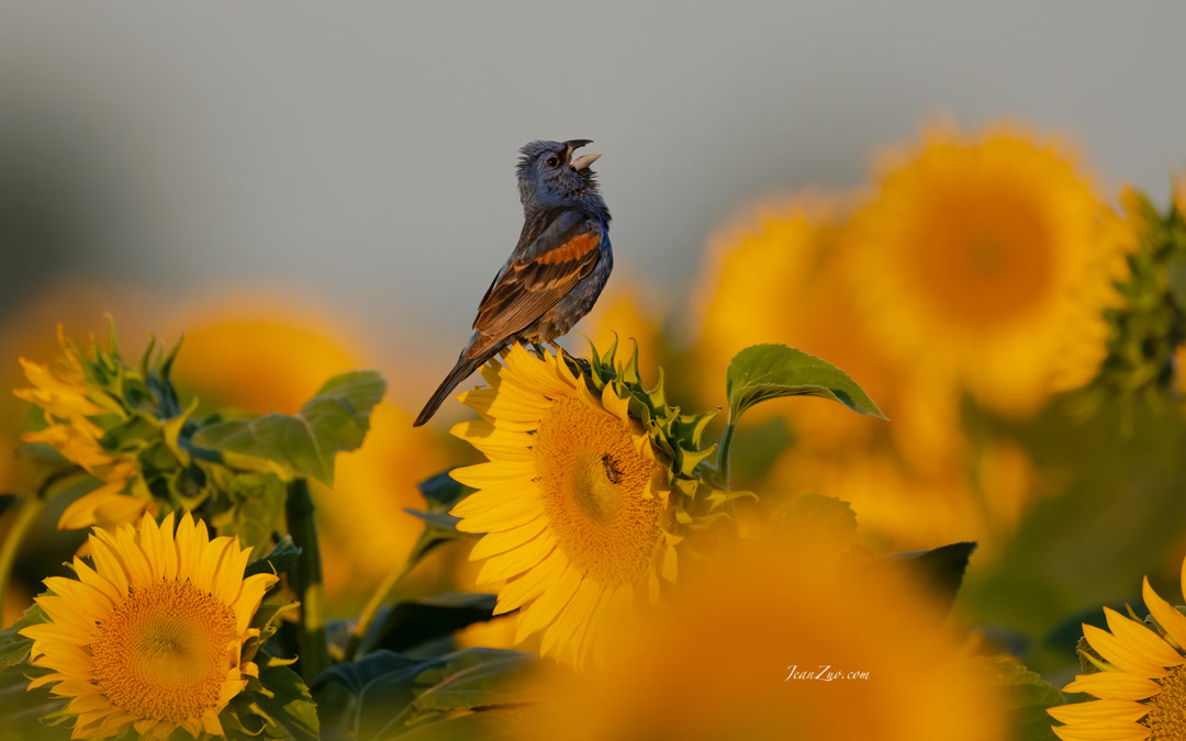 blue_grosbeak