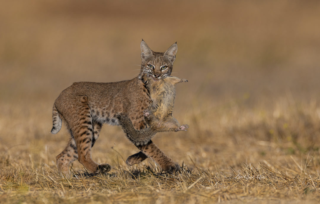 bobcat_2