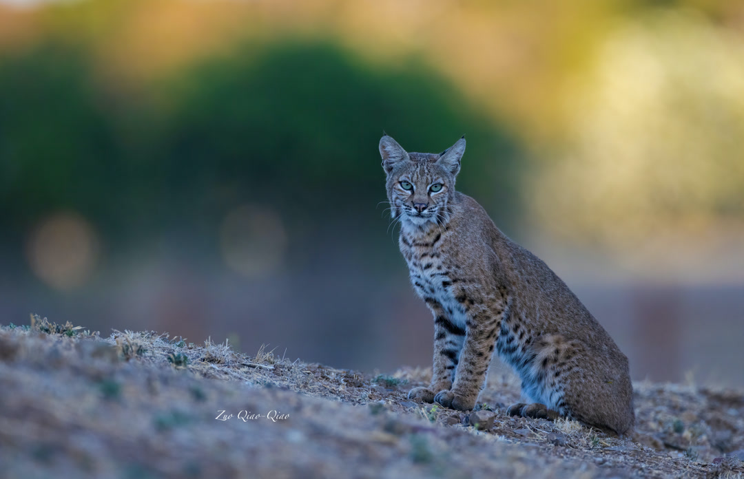 bobcat