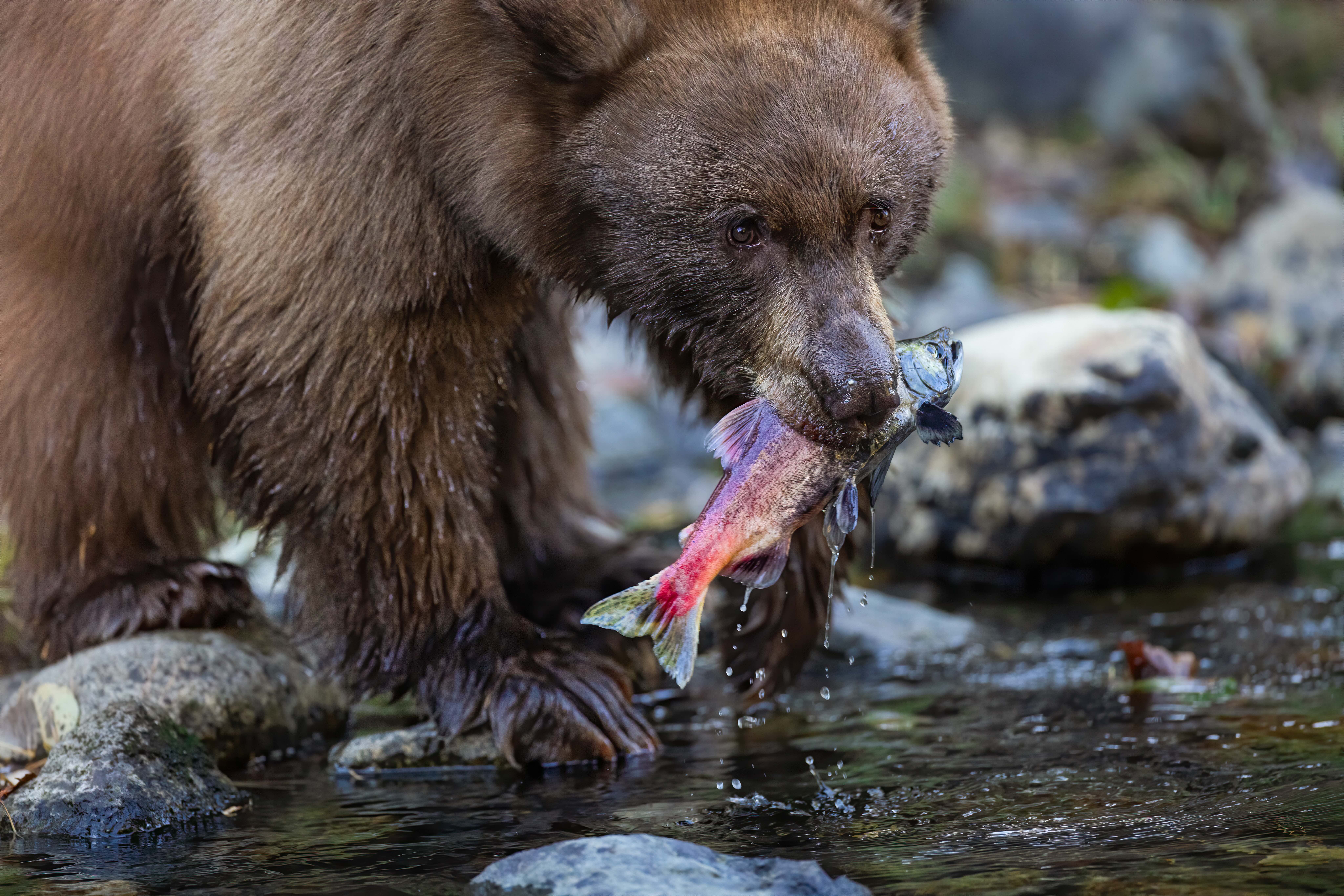 brown_bear