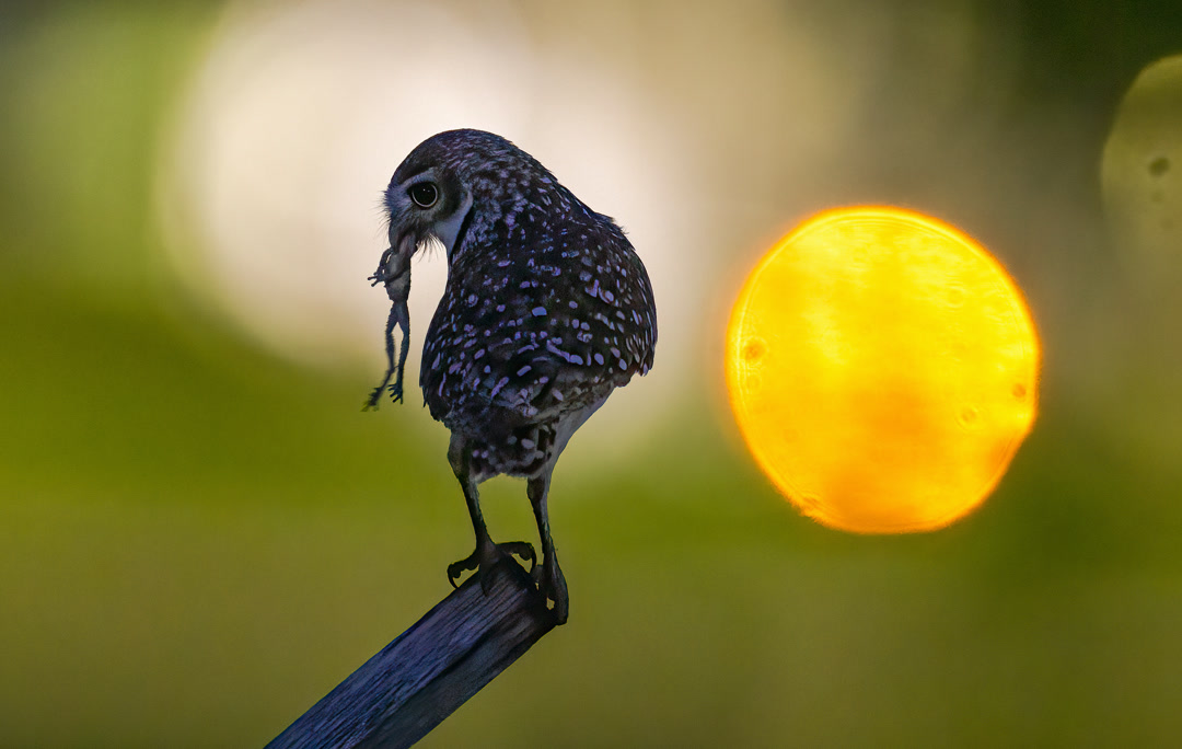 burrowing_owl_2