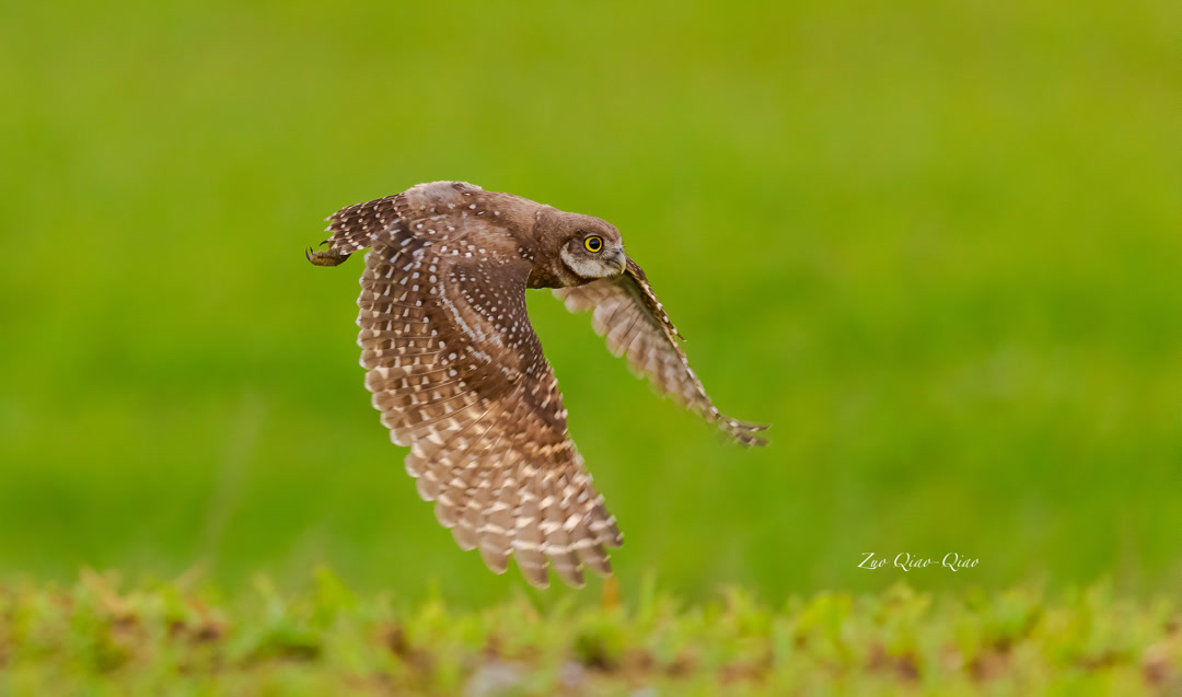 burrowing_owl_3