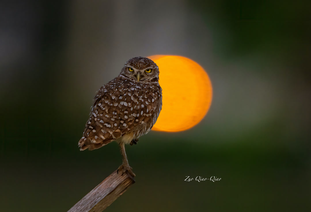 burrowing_owl