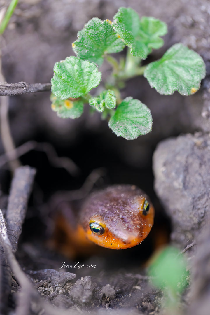california_newt_v