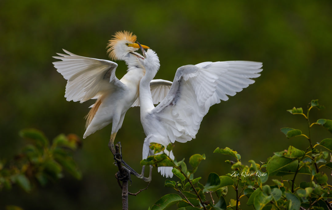 cattle_egret