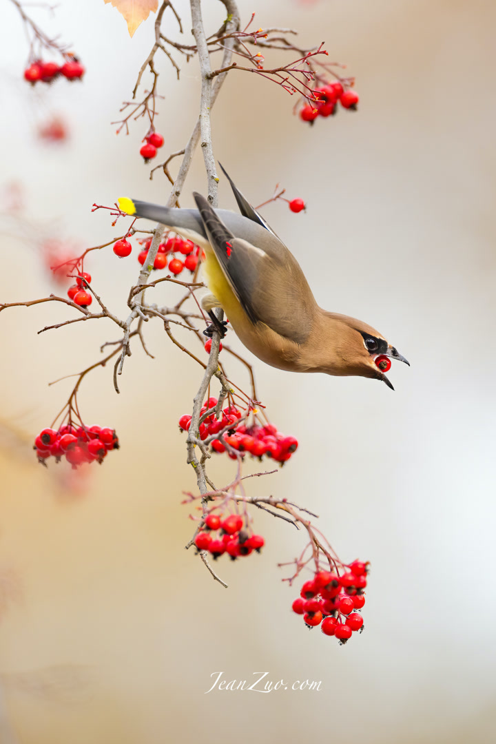 cedar_waxwing_2_v
