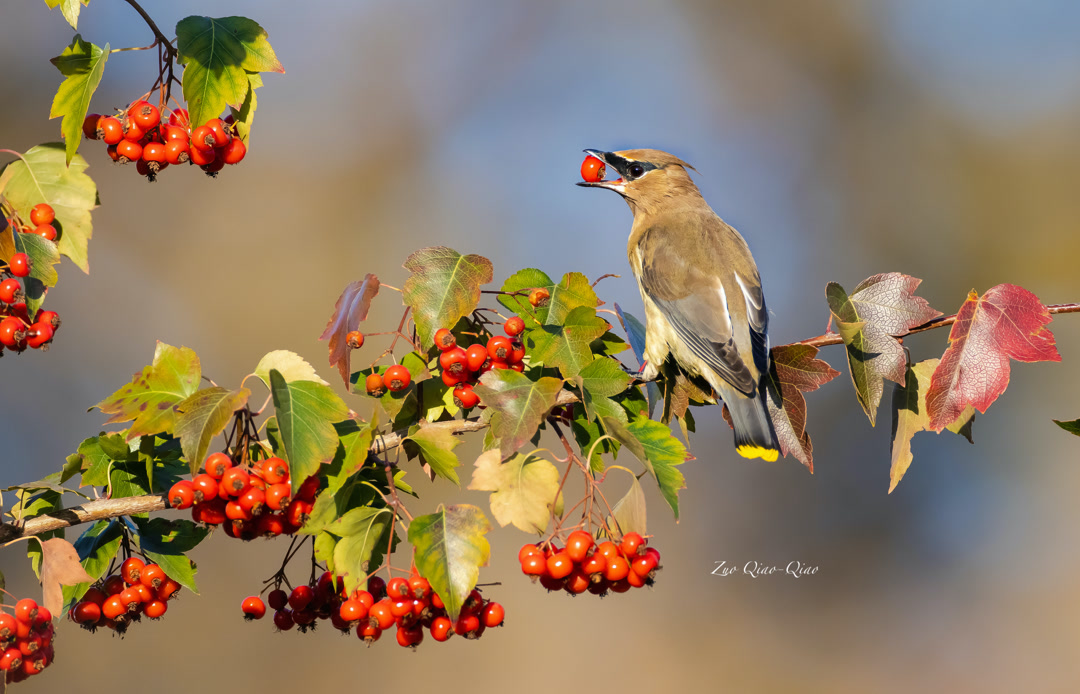 cedar_waxwing