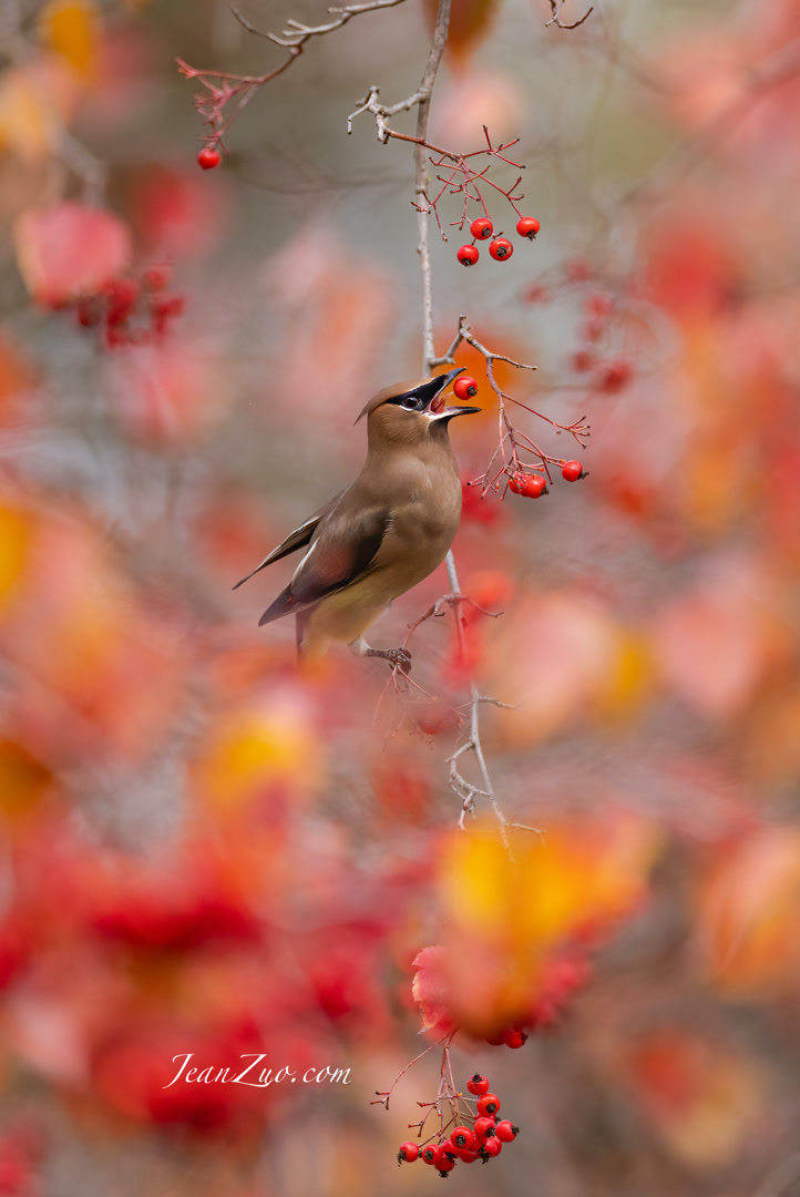 cedar_waxwing_v