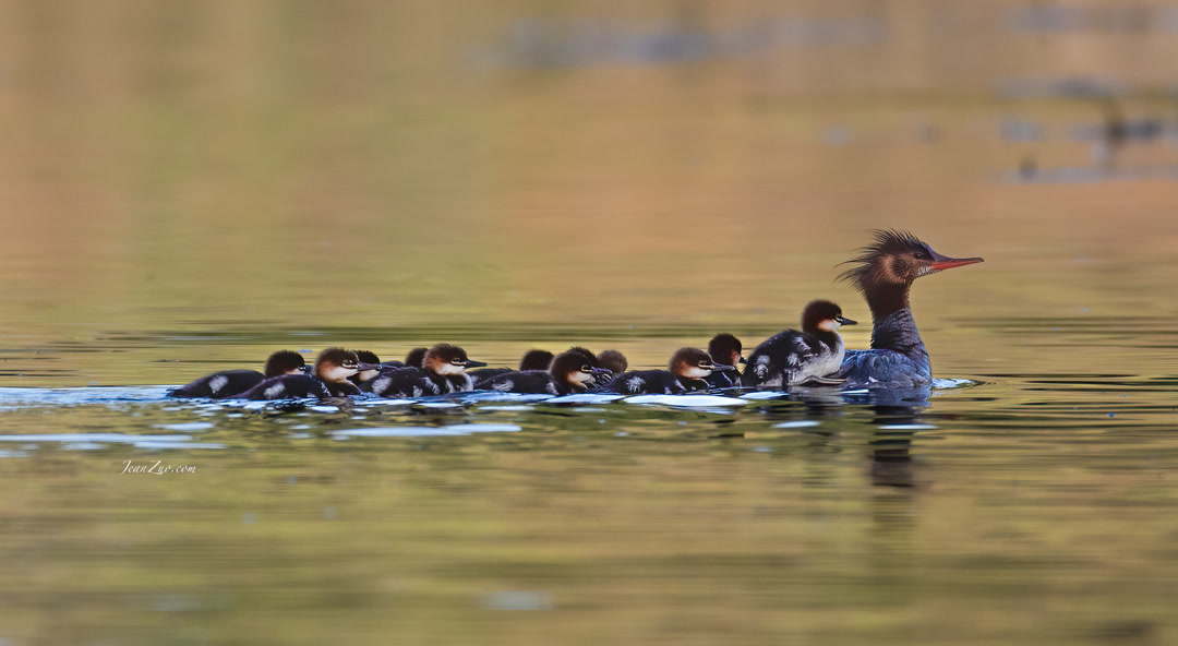 common_merganser_2