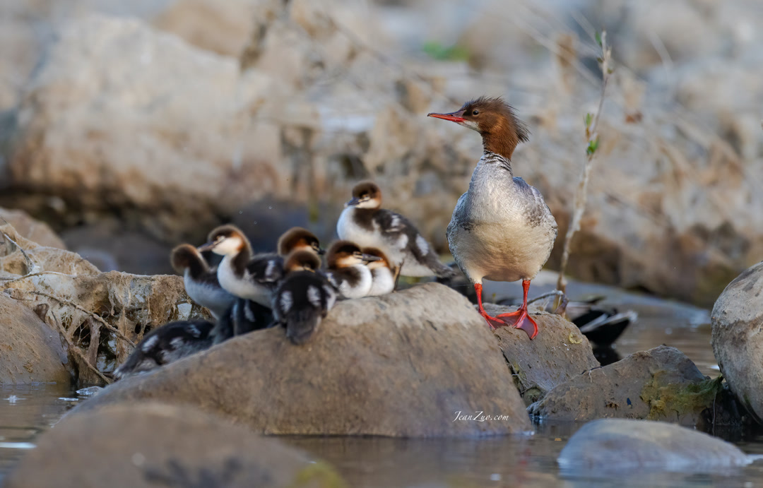 common_merganser