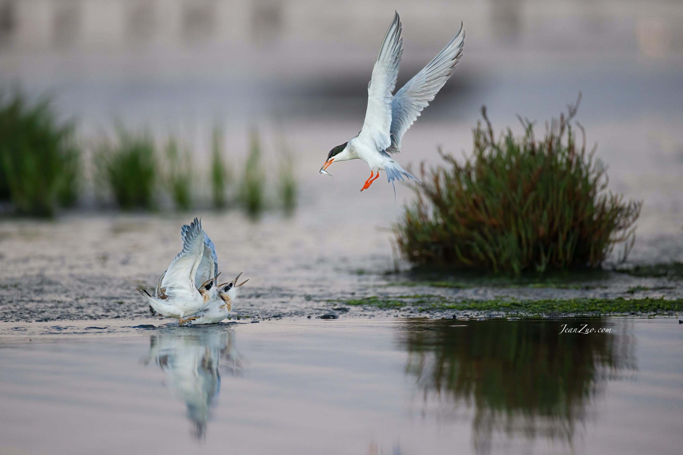 common_tern
