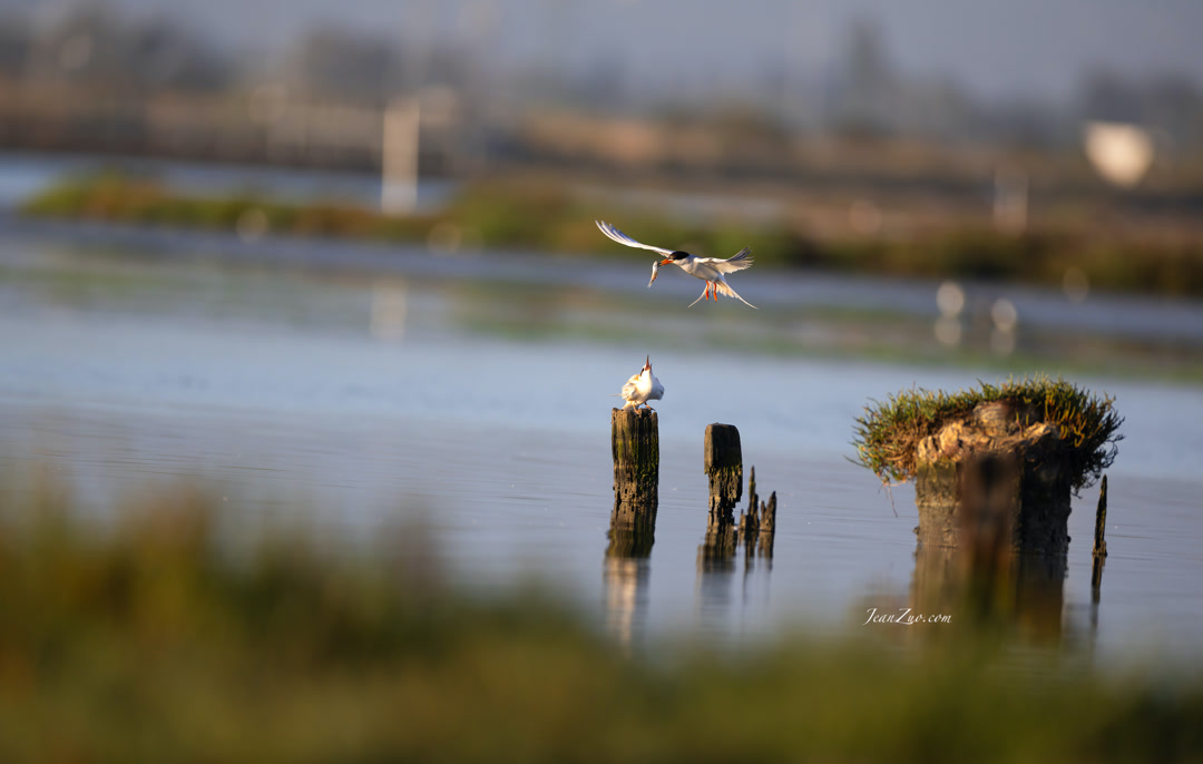 common_tern_2
