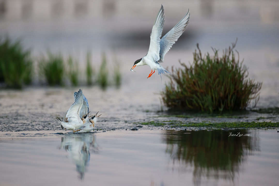 common_tern