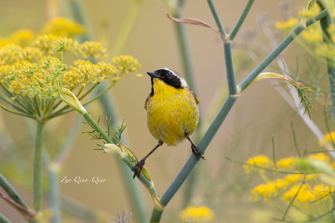 common_yellowthroat