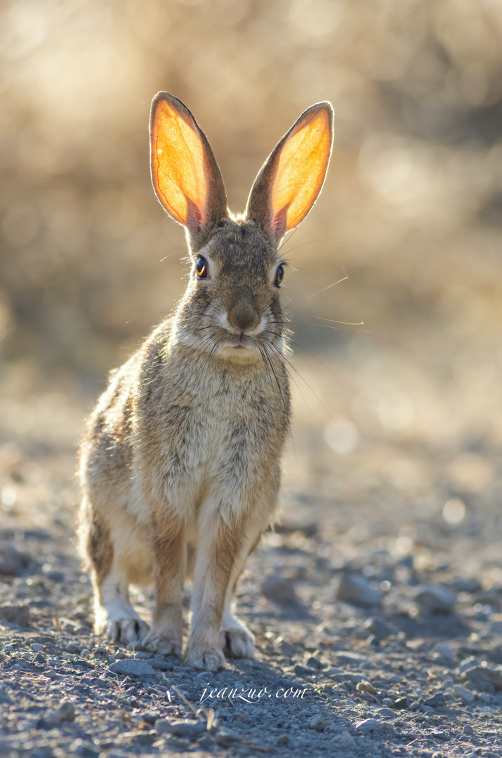 desert_cottontail_v