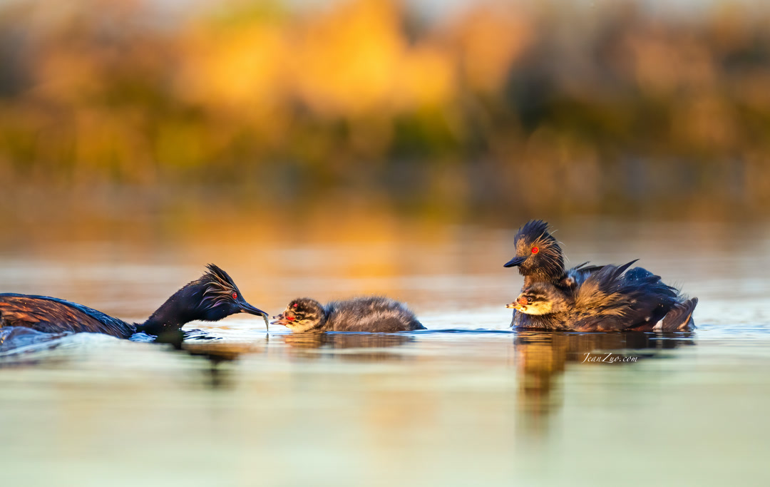 eared_grebes_2