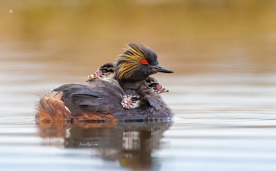 eared_grebes_3