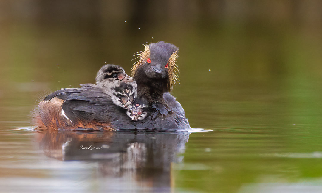eared_grebes_4