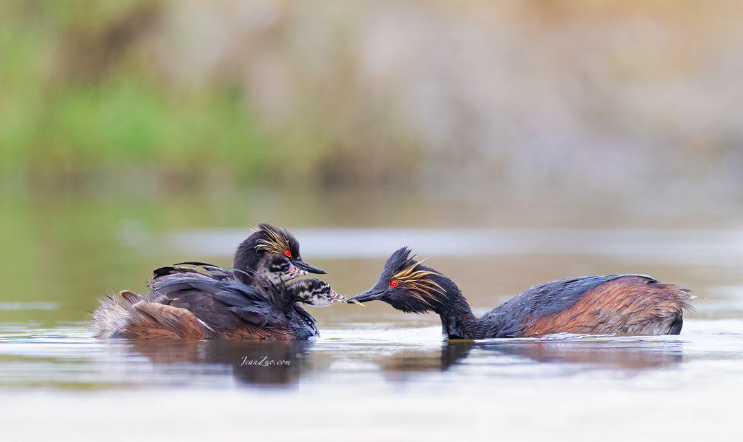 eared_grebes