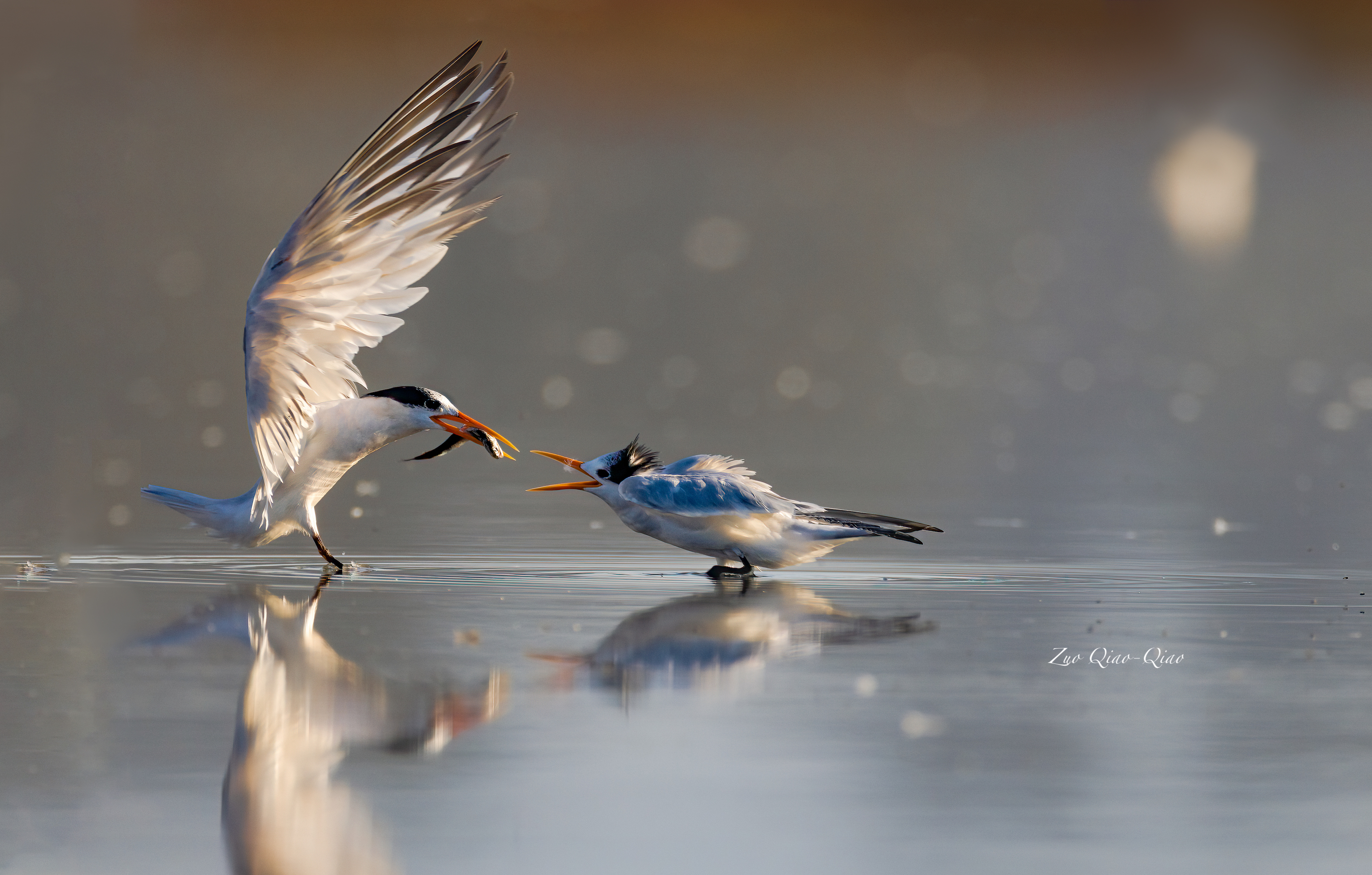 elegant_tern