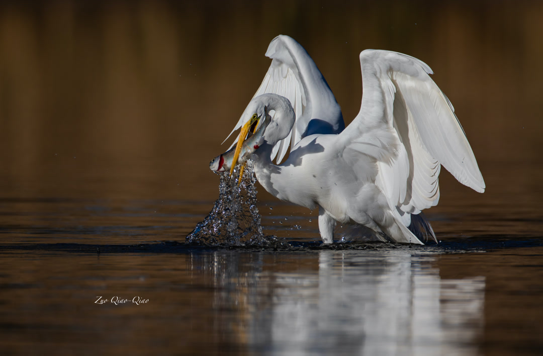 great_egret